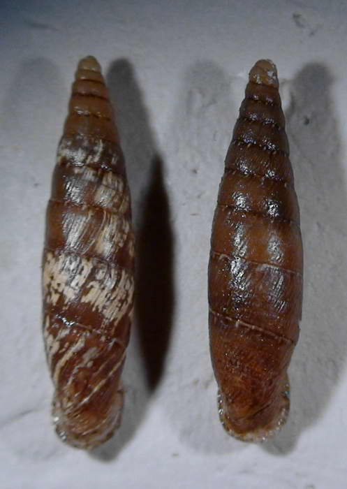 Siciliaria (Stigmatica) kobeltiana (Kster, 1876) ?